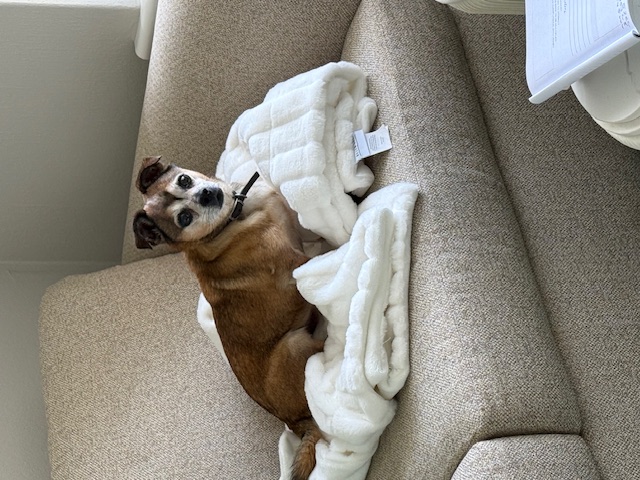 Lenka, one of the Love Dogs regulars