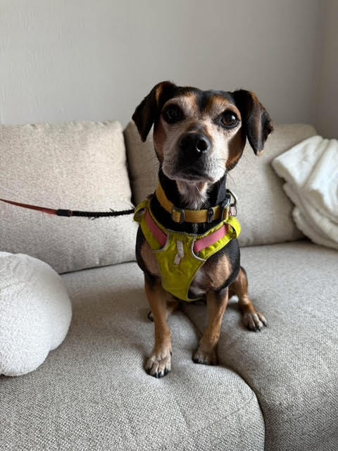 Cindy, one of the Love Dogs regulars