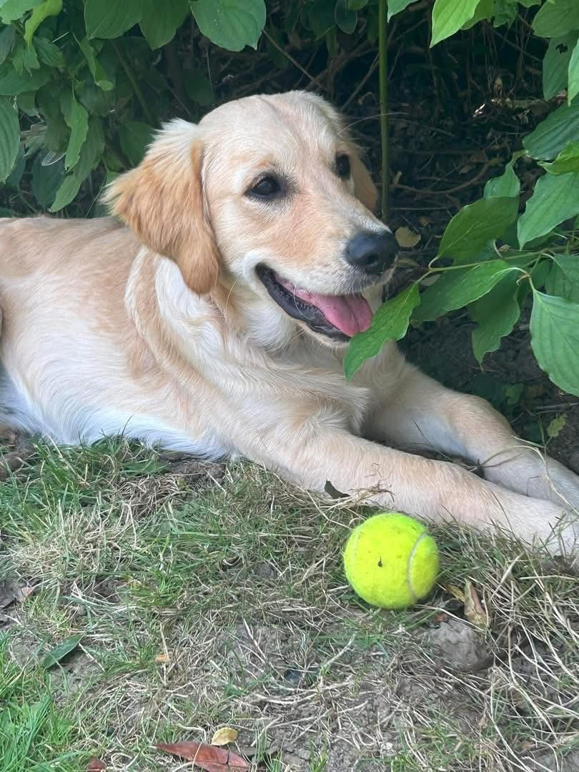 Daisy, one of the Love Dogs regulars