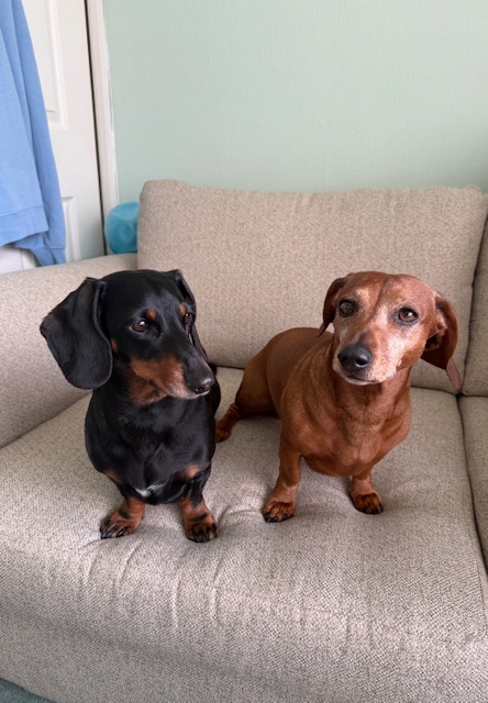 Frankie, one of the Love Dogs regulars