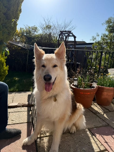 Kauto, one of the Love Dogs regulars