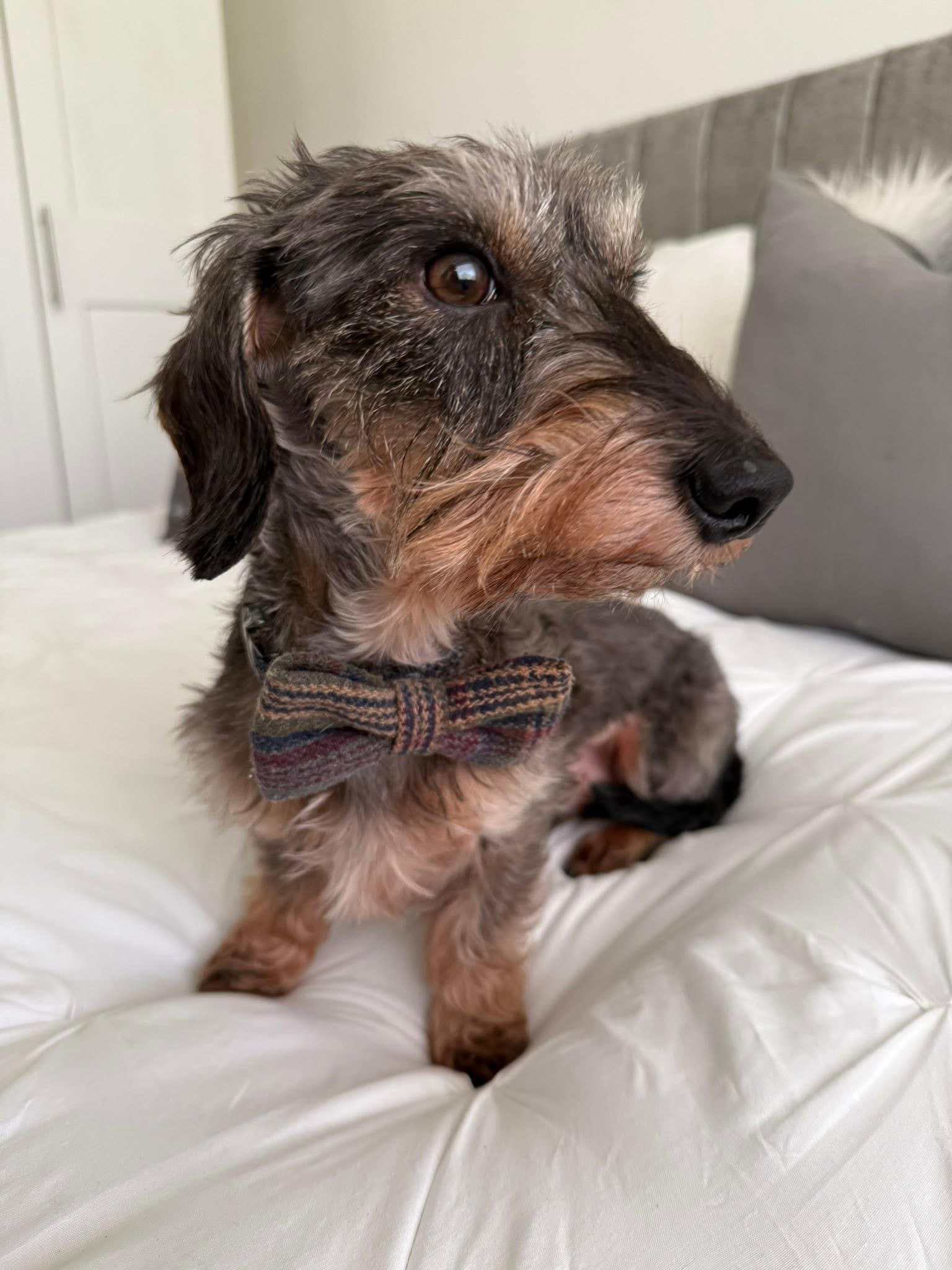 Pierre, one of the Love Dogs regulars